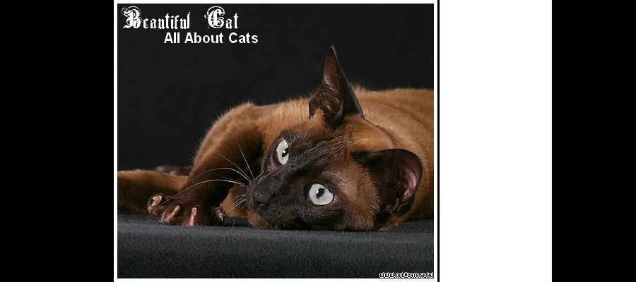 ● Only-Cats//All about cats!